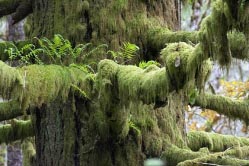 mossy tree 2 thumbnail graphic